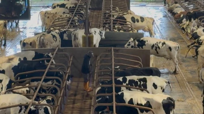 Cows in the dairy milking shed