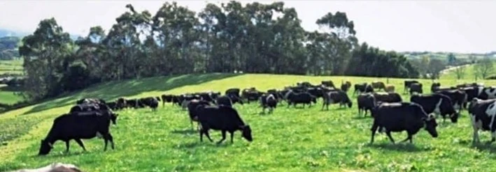 The dairy herd grazing on green farm pasture